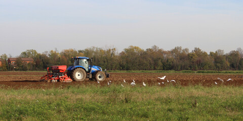 Trattore nel campo agricolo per arare il terreno per la successiva semina e gli uccelli fanno festa
