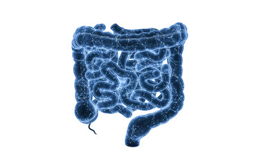 Intestinal tract with digital structure, 3d rendering.