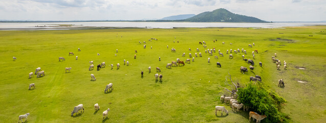 Cows are grazing in the meadow by the lake. Lopburi Province, Thailand