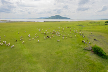 Cows are grazing in the meadow by the lake. Lopburi Province, Thailand