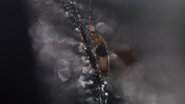 Slender Springtail Resting on Black Rocky Surface