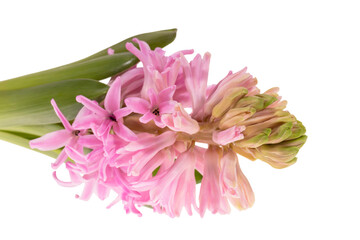 Delicate spring flower of pink Hyacinth isolated on white  background, close up