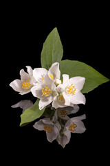 Beautiful, delicate white flowers of the Philadelphus shrub, close up