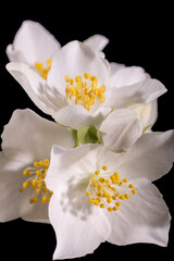 Beautiful, delicate white flowers of the jasmine shrub, close up