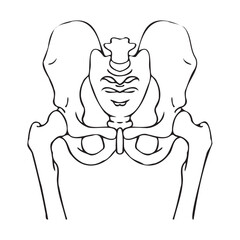 Drawing of human pelvic bones. Medical minimalistic scheme. Vector illustration