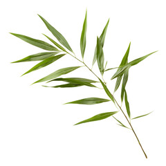 bamboo leaf isolated on transparent background