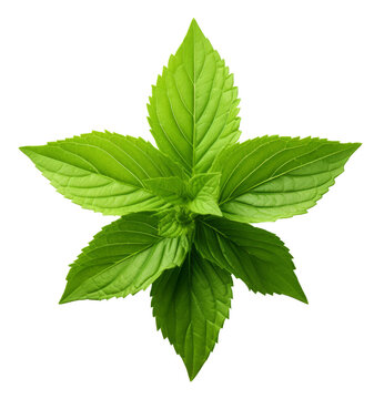 holy basil leaf isolated on transparent background