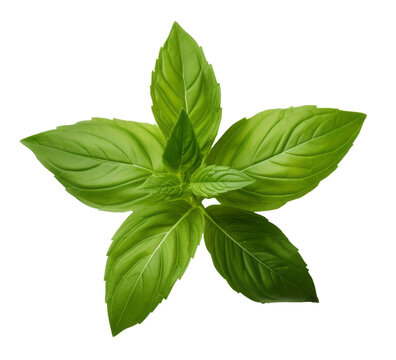 holy basil leaf isolated on transparent background