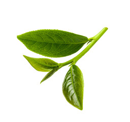 Green tea leaves, PNG transparency