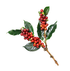 Organic coffee Beans with coffee leaves, PNG transparency