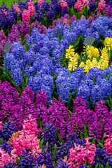 view of hyacinth fields, holland, netherlands