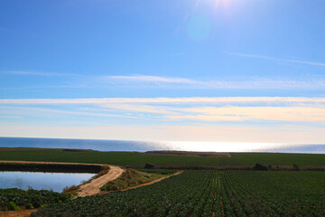 Pacific Ocean coast near Santa Cruz, California lies an organic strawberry field with azure waters of the ocean shimmer in the sunlight. Agricultural field of organic strawberry field.. 
