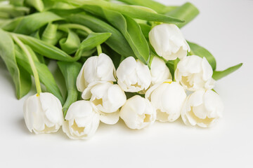 Lush White Tulips with Vivid Green Leaves. Greeting Postcard.