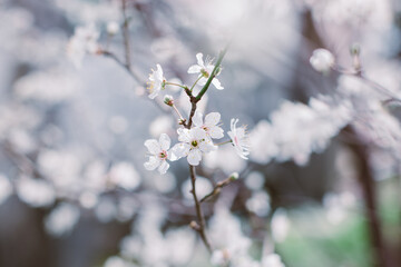 Beautiful branch with white blossom in a spring garden.