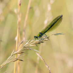 Female Banded Demoiselle sitting on grass 