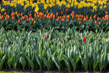 tulips and yellow daffodils blooming in a garden