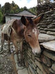 A donkey leans over a stone wall, balancing itself with its front legs while looking curiously at its surroundings. - obrazy, fototapety, plakaty