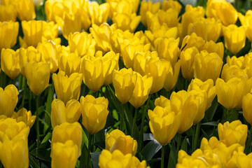 yellow tulips blooming in a garden