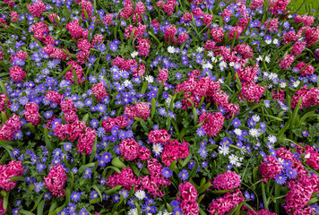 Blue Shades Anemones and Pink Pearl Hyacinths blooming in a garden