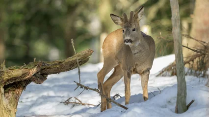 Tuinposter European roe deer (Capreolus capreolus) in snow in forest © STUEDAL