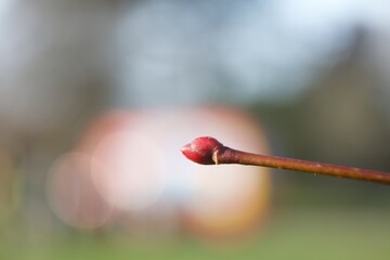 Macro of a bud of a plant with blurred background