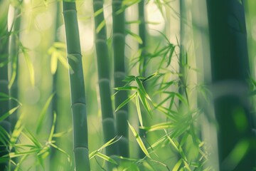 Fototapeta na wymiar Close up view of a bamboo tree with lush green leaves, suitable for nature and environment themes