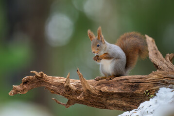 Naklejka na ściany i meble Cute Norwegian Red squirrel (Sciurus vulgaris) in winter forest