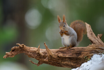 Cute Norwegian Red squirrel (Sciurus vulgaris) in winter forest