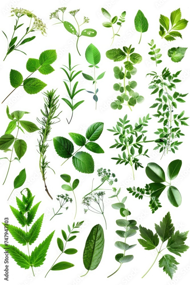 Poster various types of leaves on a plain white backdrop, suitable for botanical designs