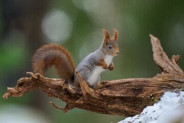 Cute Norwegian Red squirrel (Sciurus vulgaris) in winter forest
