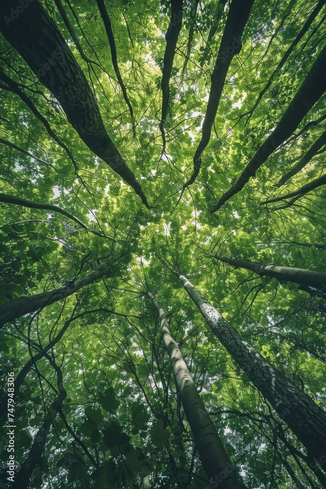 Poster a view looking up into the canopy of a tree. perfect for nature-themed designs