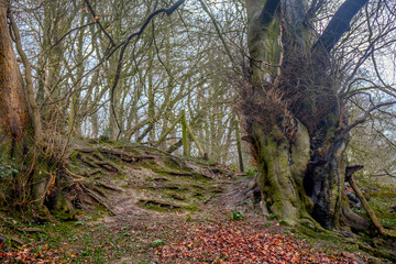 View of the wood with a path of steps and dark colours