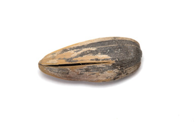 Sunflower seed on a white background.