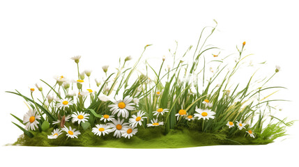 Realistic portrayal of lush spring grass and delicate daisy wildflowers isolated on a white background - Powered by Adobe