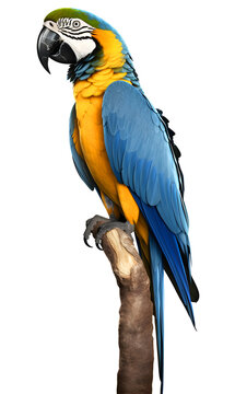 A picture with a blue-and-yellow macaw. Tropical colorful bird.
