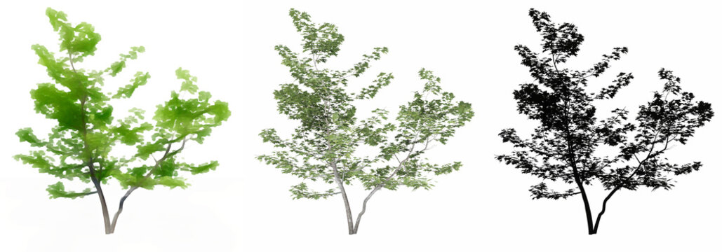 Set or collection of Mountain Maple trees, painted, natural and as a black silhouette on white background. Concept or conceptual 3d illustration for nature, ecology and conservation, strength, beauty