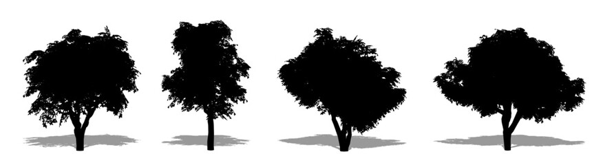 Obraz premium Set or collection of Kermes Oak trees as a black silhouette on white background. Concept or conceptual vector for nature, planet, ecology and conservation, strength, endurance and beauty