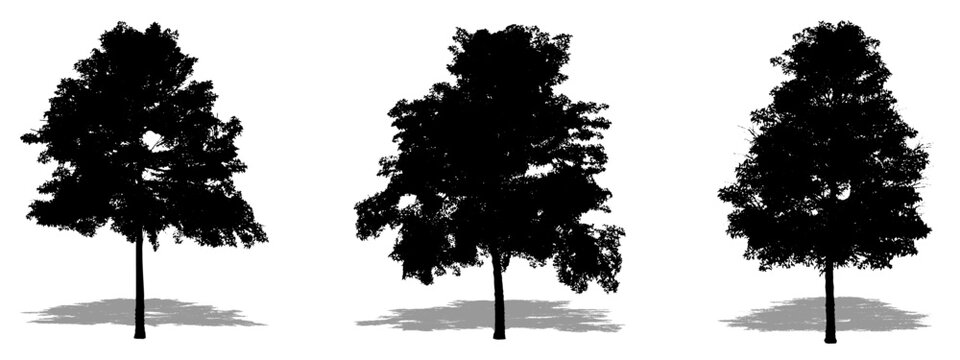 Set or collection of Lacerbark Elm trees as a black silhouette on white background. Concept or conceptual vector for nature, planet, ecology and conservation, strength, endurance and  beauty