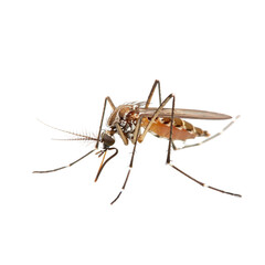 Mosquito isolated transparent, Generative AI