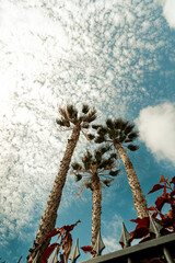 palms on the sky