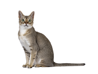 Cute curious Singapura cat, sitting up side ways. Looking towards camera with the typical green eyes. Isolated cutout on a transparent background.