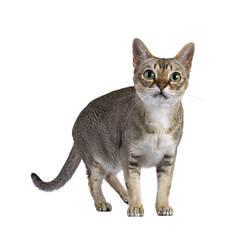 Cute curious Singapura cat, standing side ways facing front. Looking towards camera with the typical green eyes. Isolated cutout on a transparent background.