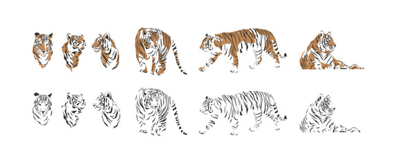 set of tiger vector illustration