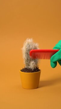 Vertical Video Of Combing A Hairy Cactus With A Red Comb, Abstract Video, Modern And Innovative Gardening Concept Video