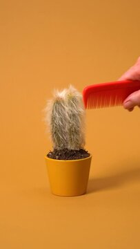 Vertical Video Of Combing A Hairy Cactus With A Red Comb, Abstract Video, Modern And Innovative Gardening Concept Video
