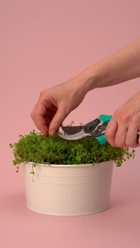 Beautiful Vertical Video Of Clipping A Potted Plant On A Clean Pink Background, Vertical Video, Modern Clean Beautiful