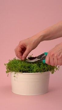Beautiful Vertical Video Of Clipping A Potted Plant On A Clean Pink Background, Vertical Video, Modern Clean Beautiful