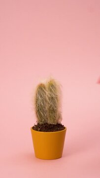 Vertical Video Of Combing A Hairy Cactus With A Red Comb, Abstract Video, Modern And Innovative Gardening Concept Video