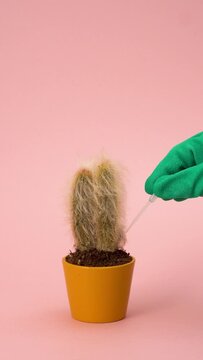 Close-Up Of Green Gloved Hands With Pipette Putting Water Drops On Potted Cactus On Pink Background, Vertical Video, Abstract Video, Modern Trendy  