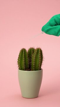 Close-Up Of Green Gloved Hands With Pipette Putting Water Drops On Potted Cactus On Pink Background, Vertical Video, Abstract Video, Modern Trendy  
